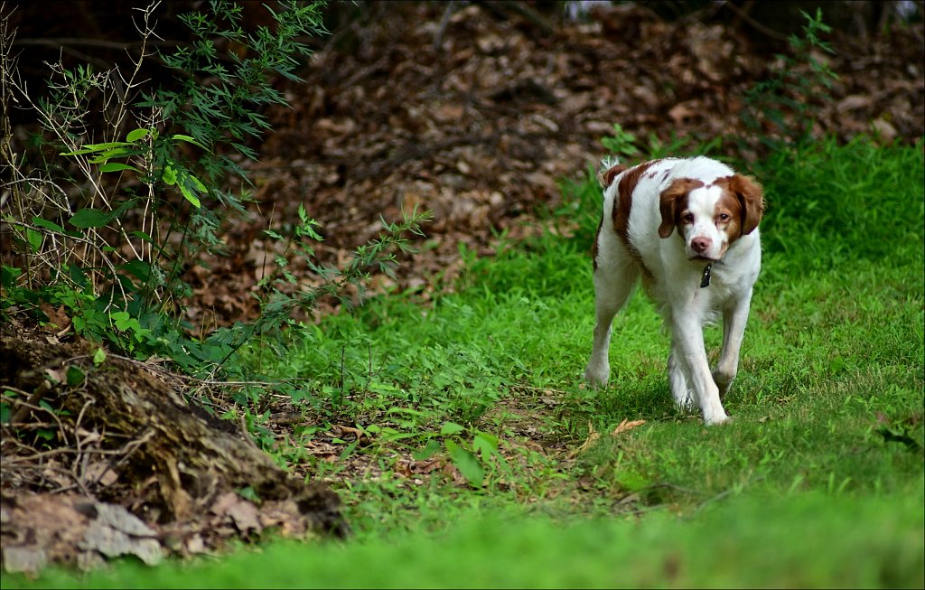 Contax / Carl Zeiss Lens Test