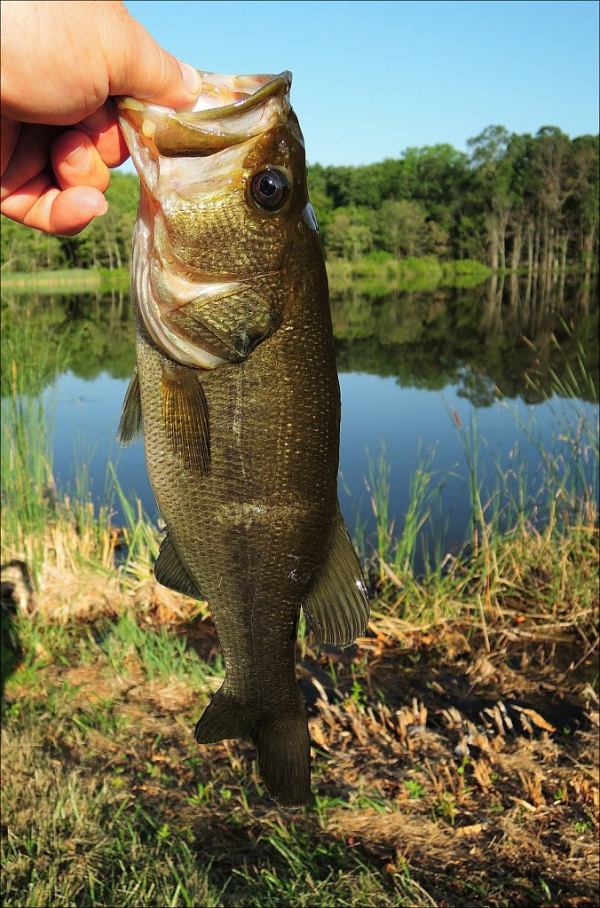 Mountain Farm Pond