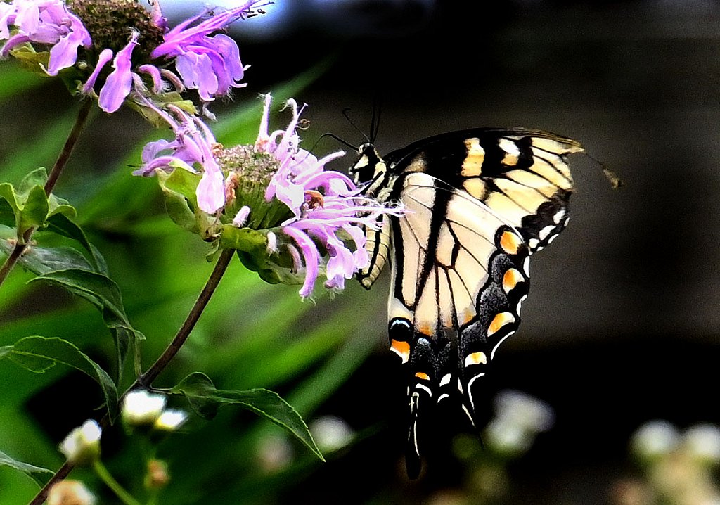 Eastern Tiger Swallowtail at Kay Environmental Center 