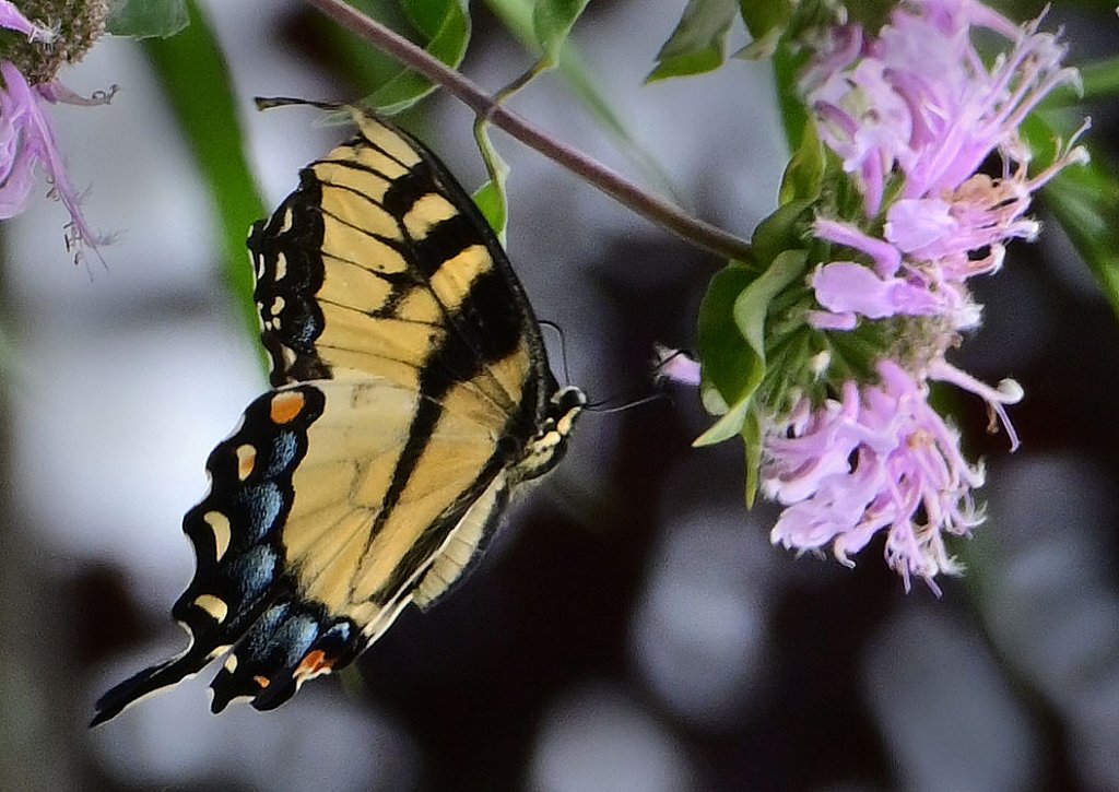 Eastern Tiger Swallowtail at Kay Environmental Center 