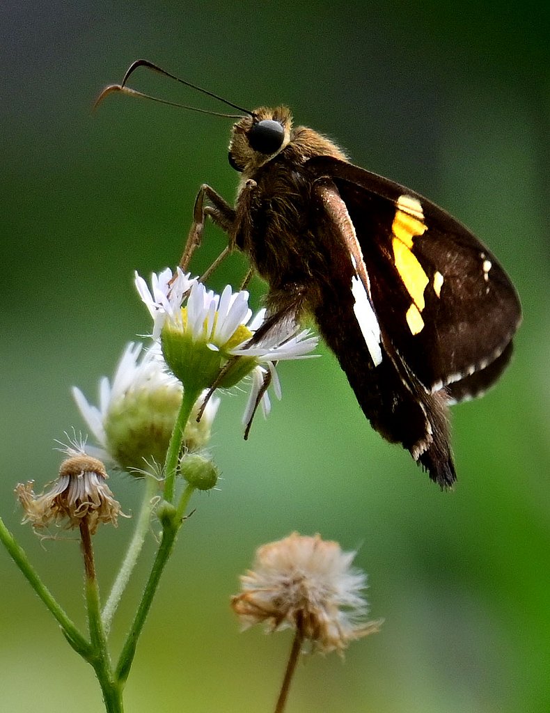 Silver Spotted Skipper at  Kay Environmental Center 