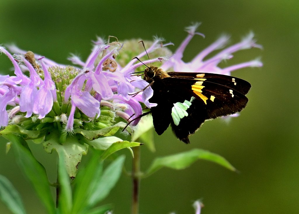 Silver Spotted Skipper at  Kay Environmental Center 