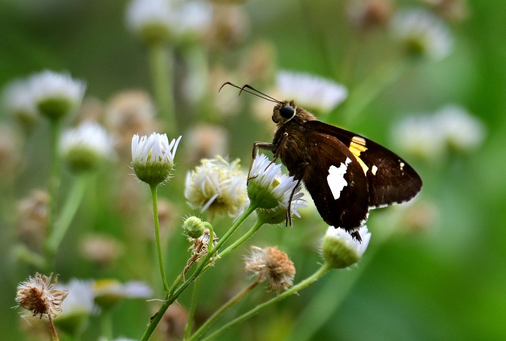 Silver Spotted Skipper at  Kay Environmental Center 