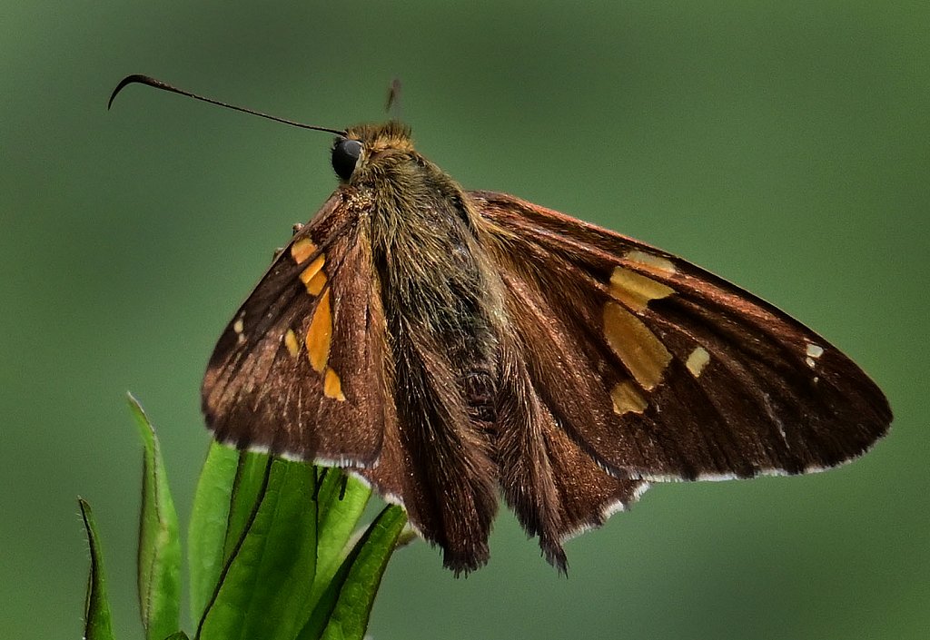 Silver Spotted Skipper at  Kay Environmental Center 