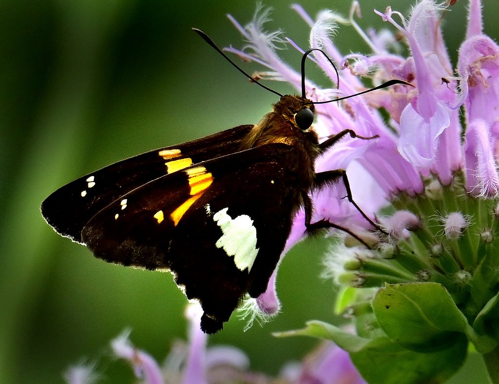 Silver Spotted Skipper at  Kay Environmental Center 