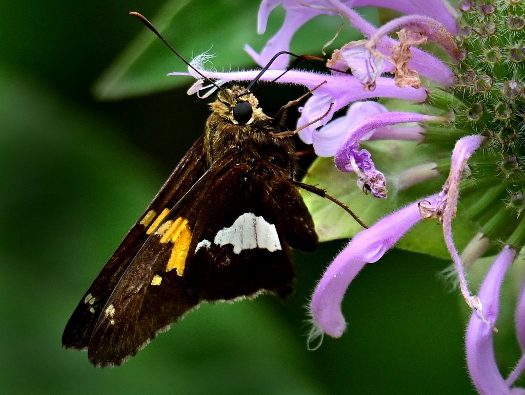 Silver Spotted Skipper at  Kay Environmental Center 