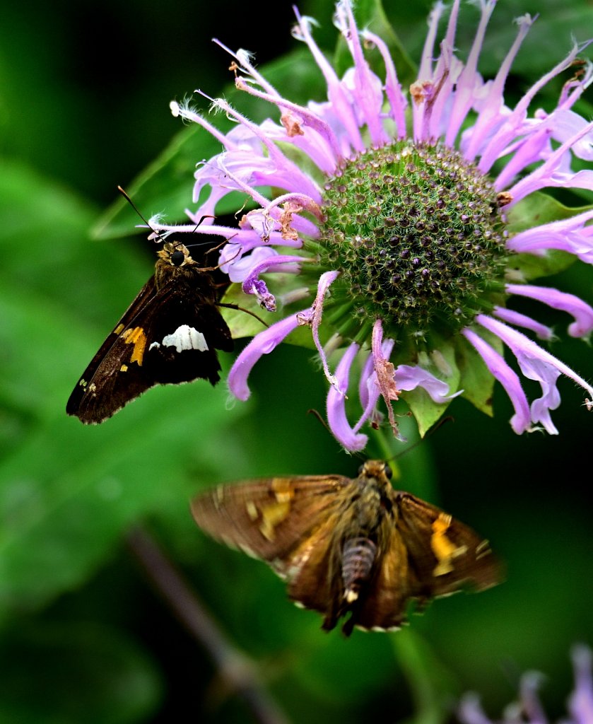 Silver Spotted Skipper at  Kay Environmental Center 