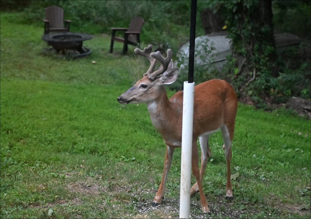 Young 8pt Buck
