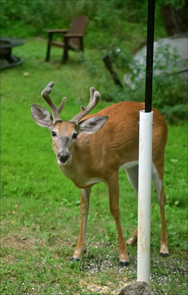 Young 8pt Buck