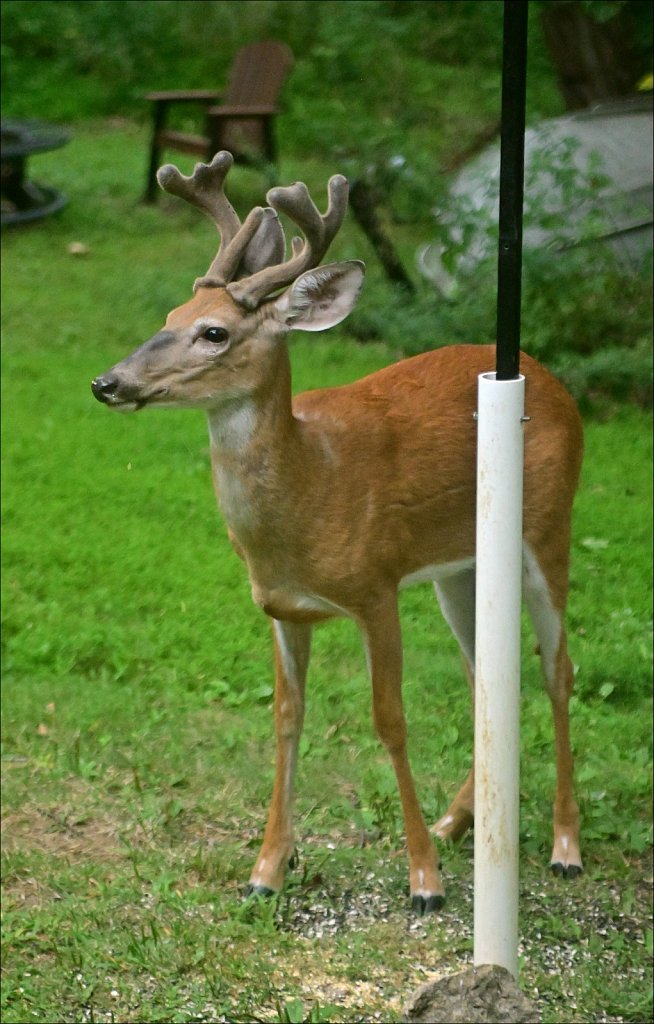 Young 8pt Buck