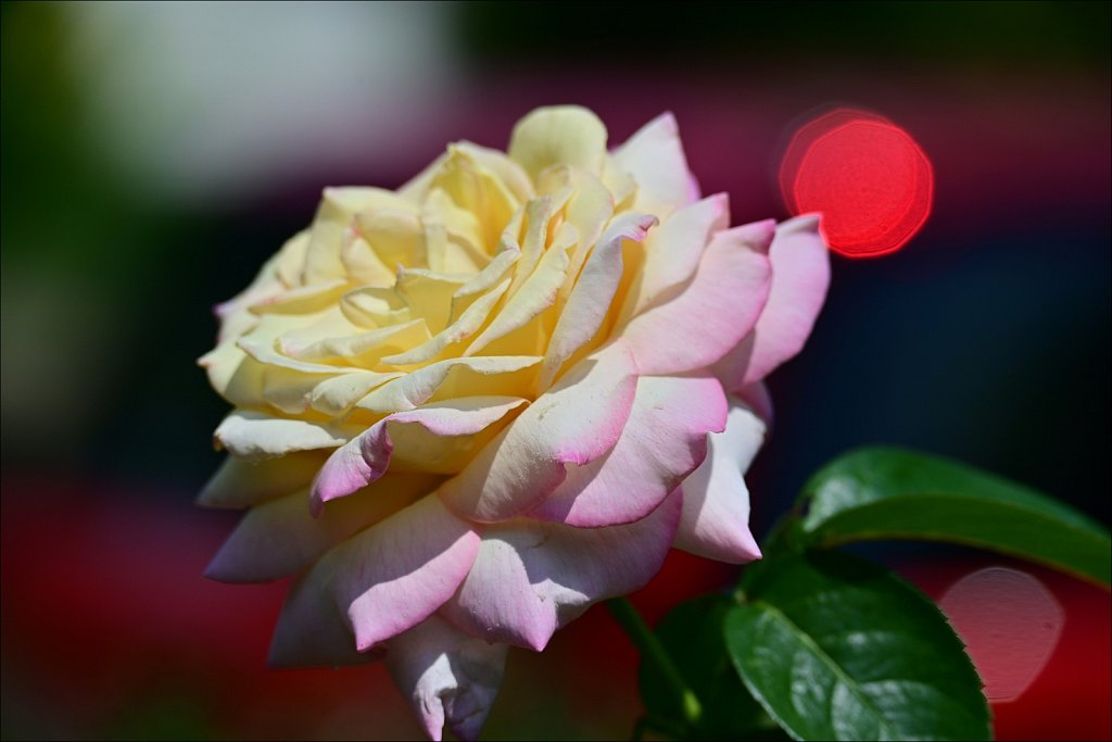 An August Rose