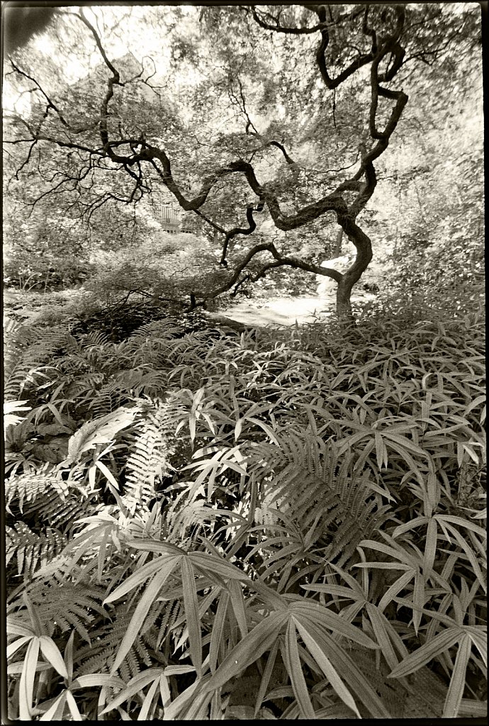 Willowwood Arboretum 