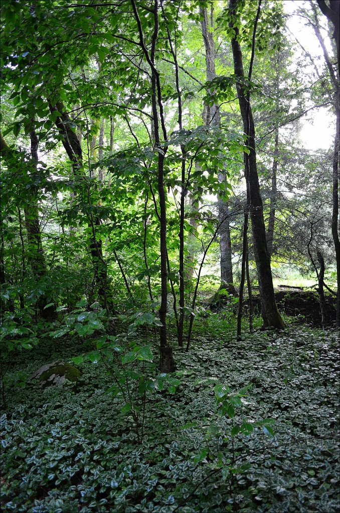 Upstate NY 2024