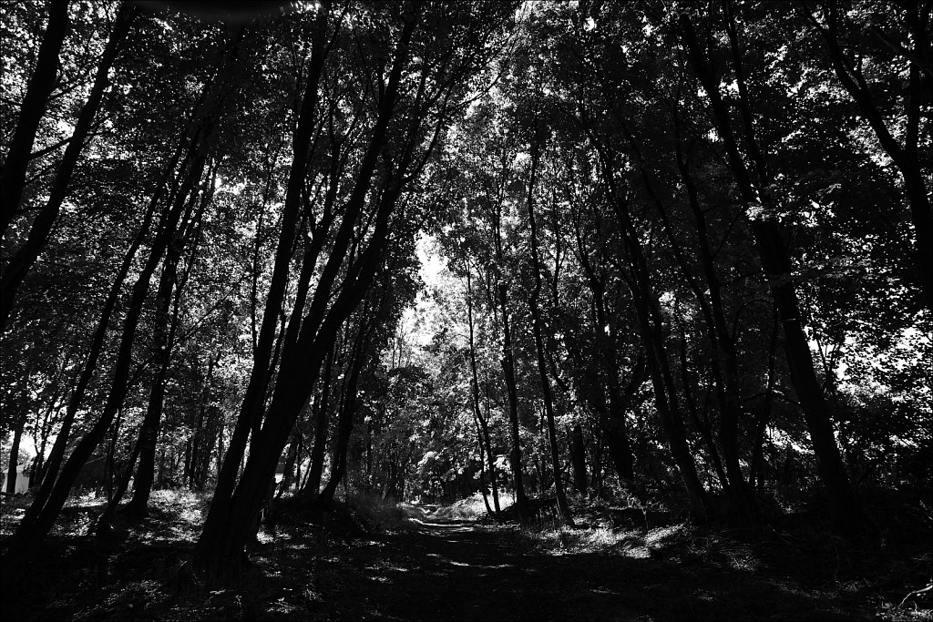 Sussex Branch Trail