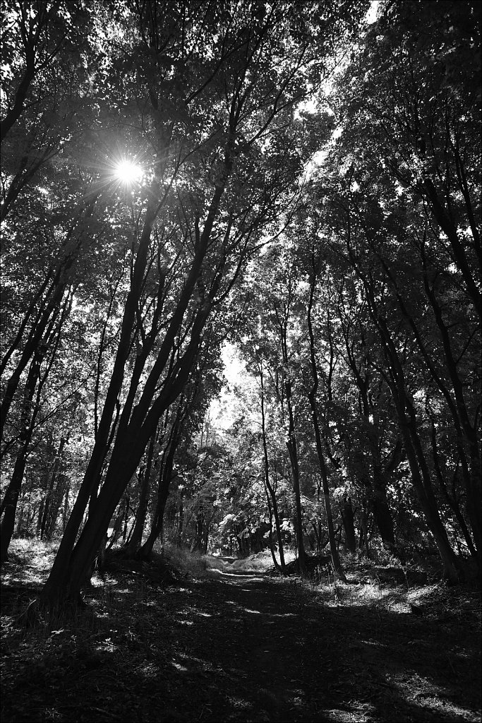 Sussex Branch Trail