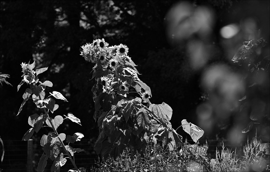 Jockey Hollow 