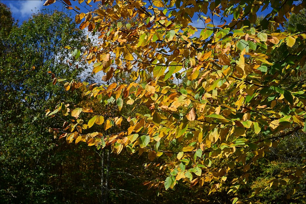 Fall 2024 Upstate NY