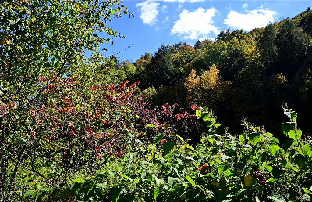 Fall 2024 Upstate NY