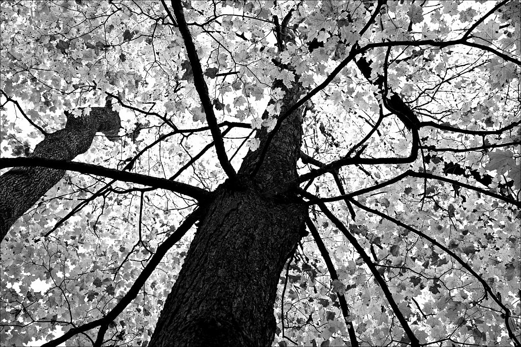 Stephens State Park