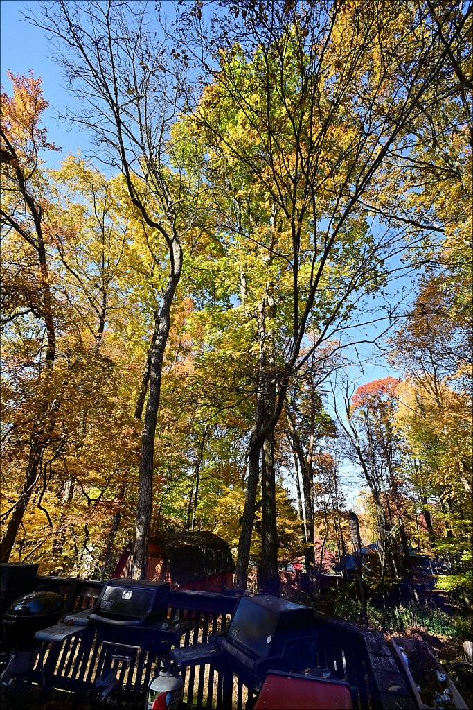 Fall with the 15mm