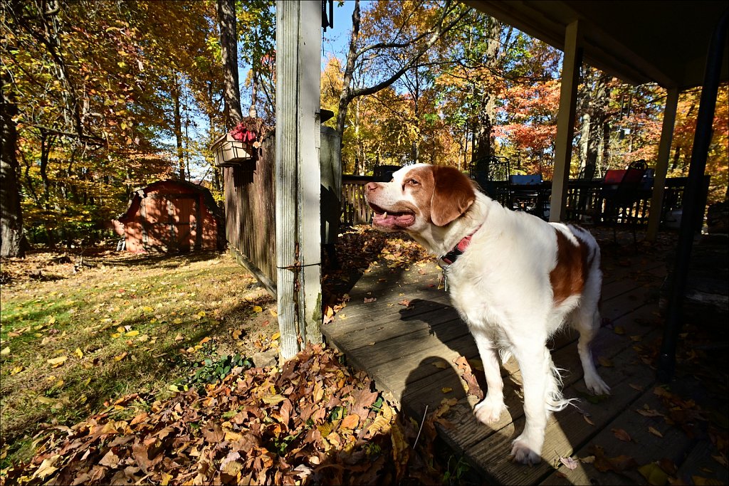 Fall with the 15mm
