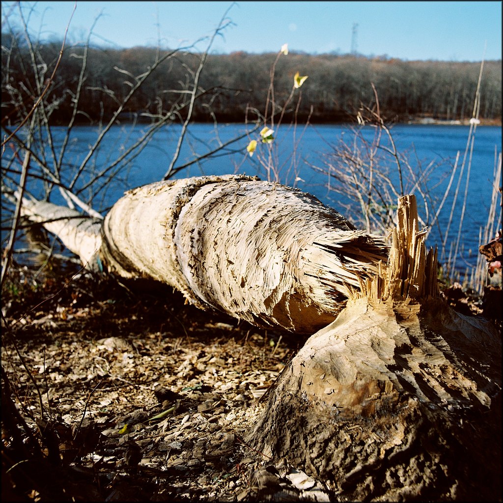 MAHLON DICKERSON RESERVATION 