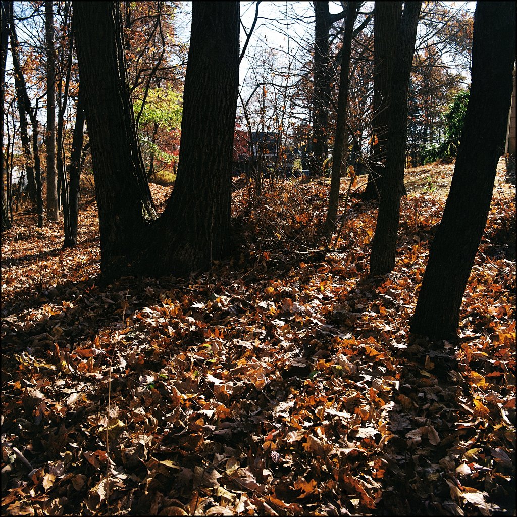 Backyard Fall 2024