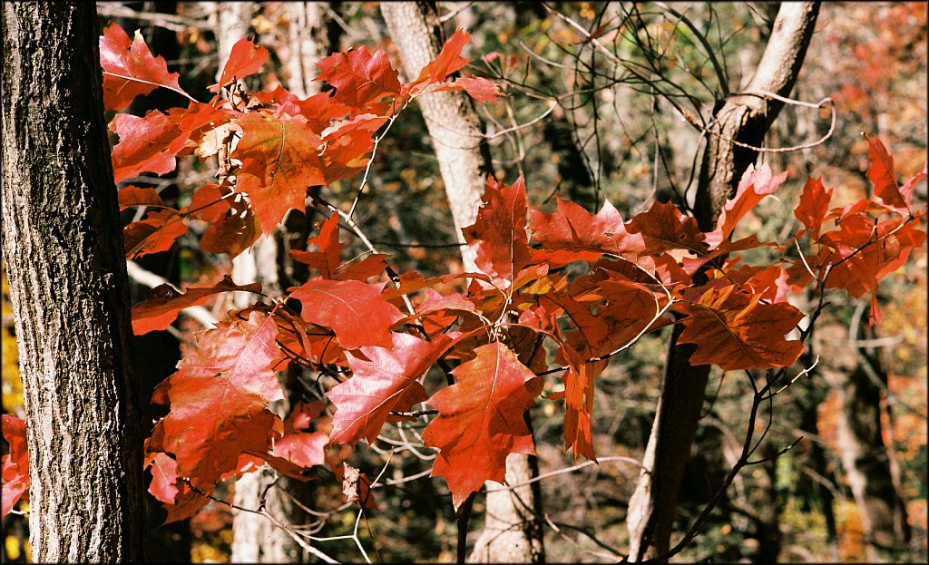 Columbia Trail 