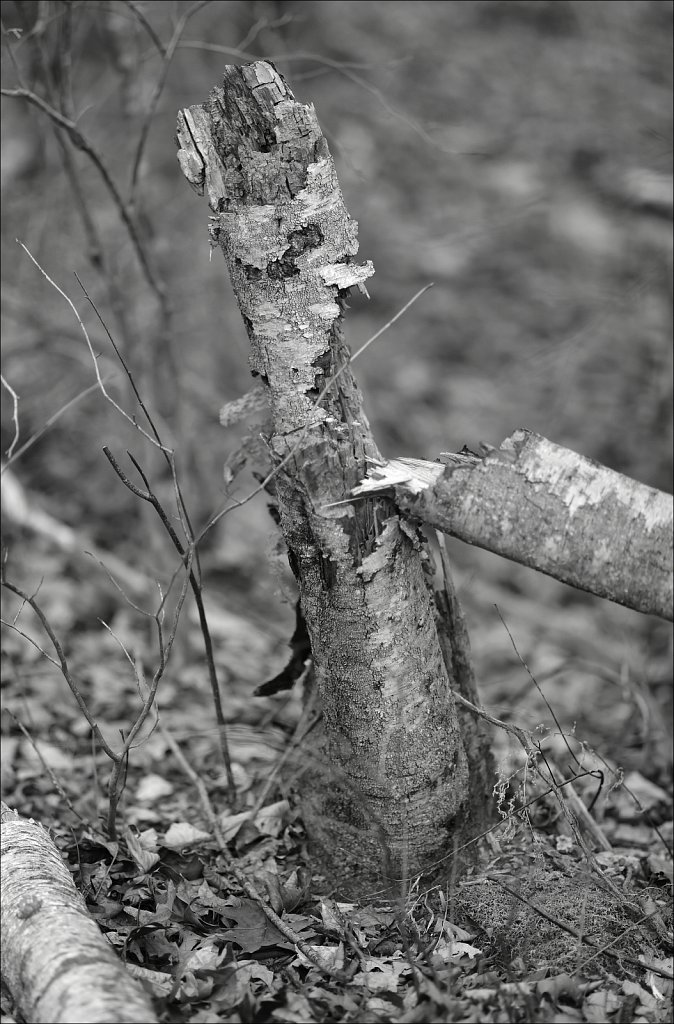 Along The Sussex Branch Trail