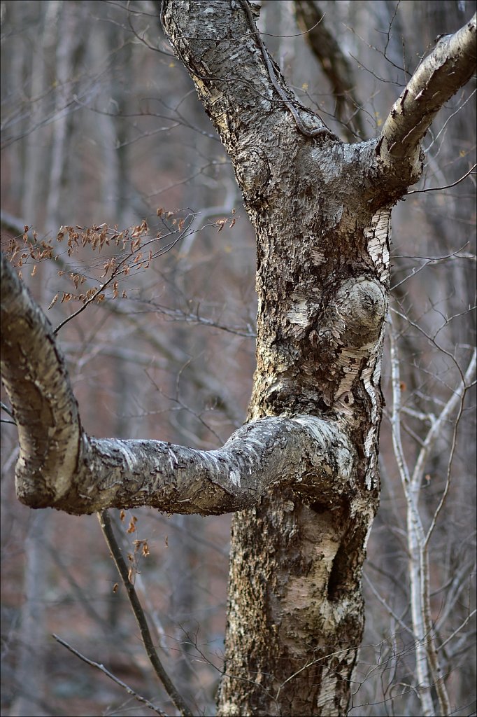 Along The Sussex Branch Trail