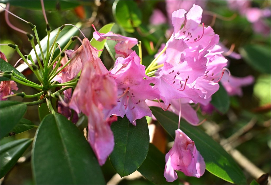 Rhododendron