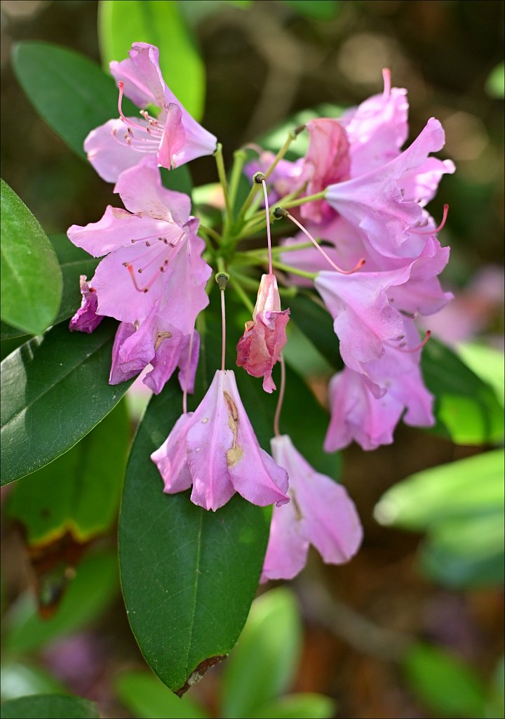 Rhododendron