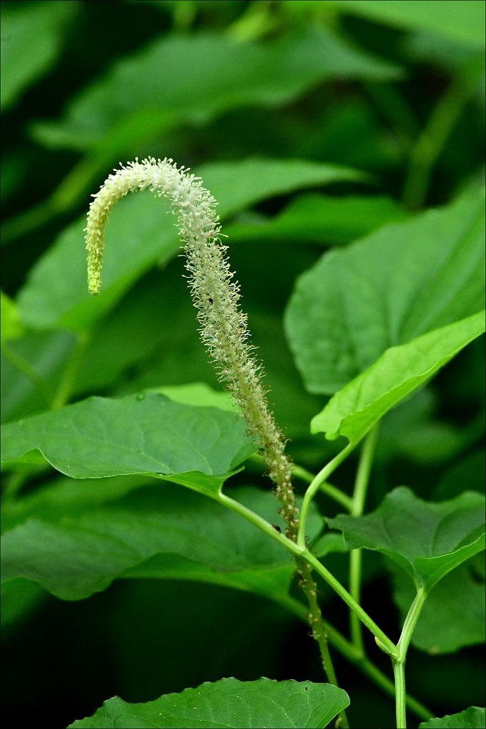 Lizard's Tail