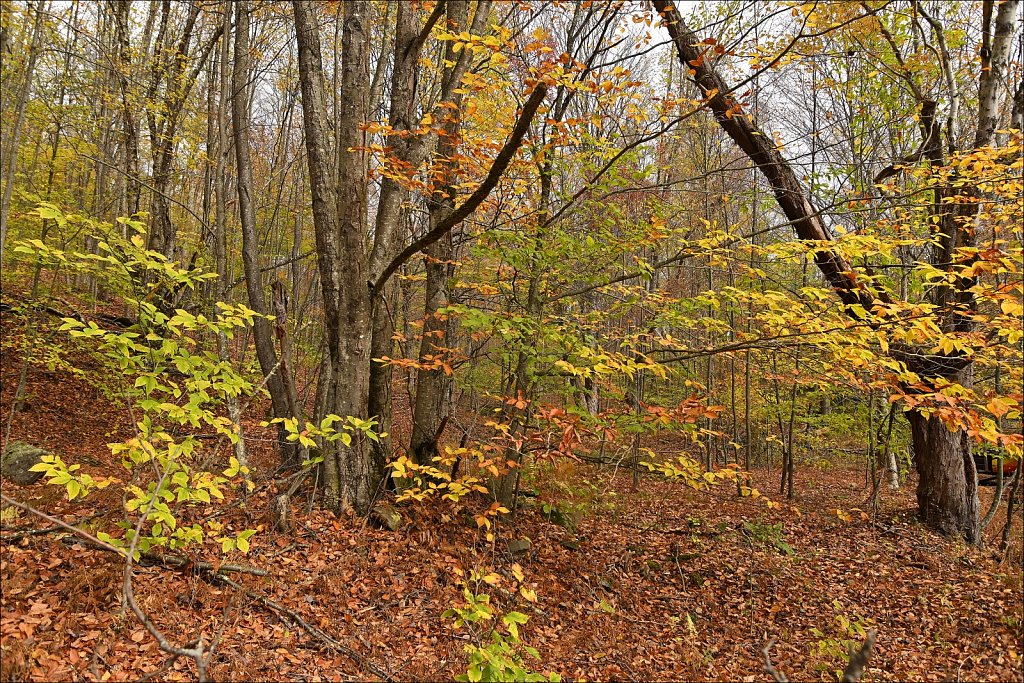 Fall 2025 Upstate NY